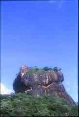 sigiriya_owl_profile